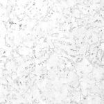 RY 77 001 Hawaii exclusive